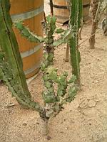 Euphorbe - Euphorbia Caerulescens (fam Euphorbiacees) (Afrique du sud) (02) (Photo F. Mrugala)